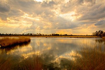 Sunset Kalmthoutse Heide by AudFocus - Audrey van der Hoorn