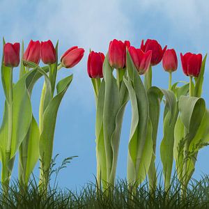Tulips is spring by Klaartje Majoor