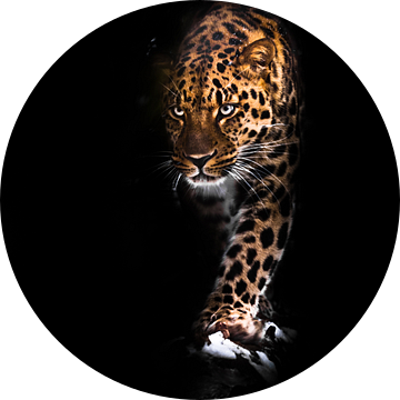 Viciously staren en stappen vooruit. luipaard geïsoleerd op een zwarte achtergrond. Wilde mooie grot van Michael Semenov