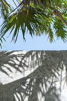 Détail d'un mur de pierre texturé avec des feuilles de palmier - Travel photography Tulum Mexico