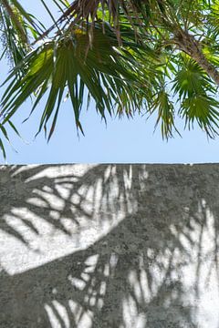 Gestructureerde stenen muur detail met palm bladeren - Reisfotografie Tulum Mexico van Jenine Blanchemanche