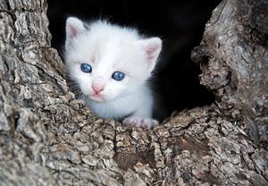 Kleines Kätzchen in der Baumhöhle von Marcel van Balken
