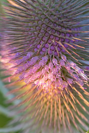 De filigrane geometrie van de wilde kaardebol