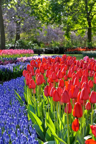 Keukenhof in voller Blüte von Rob Donders Beeldende kunst