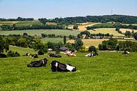 Koeien in de wei in Zuid-Limburg
