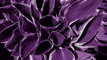 Wonderful violett van Jenny Heß