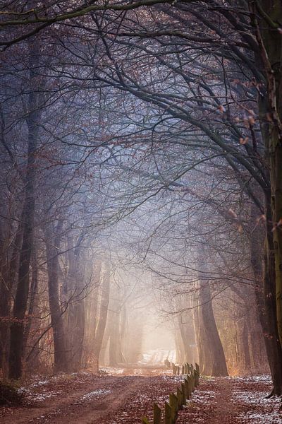 Chemin forestier dans la lumière du soleil par Anneke Hooijer