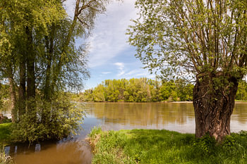 bomen langs een rivier in de zomer