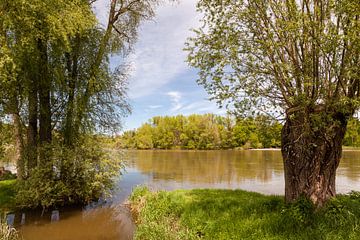 bomen langs een rivier in de zomer van Bernadet Gribnau