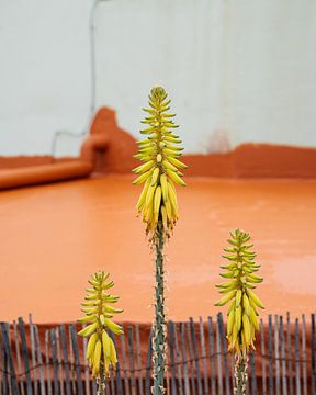Yellow flowers with a terracotta-coloured background by Myrthe Slootjes