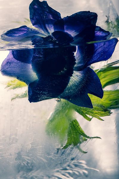 Wood anemone in ice 1 by Marc Heiligenstein