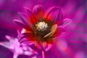 Bunt , blühende  Dahlie,abstrakt,Blume