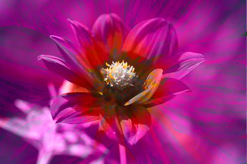 Bunt , blühende  Dahlie,abstrakt,Blume