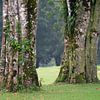 Zwei alte Bäume auf dem Golfplatz von Anges van der Logt