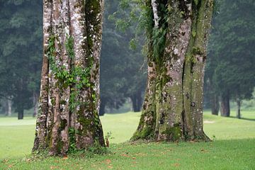 Two old trees on the golf field