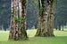 Deux vieux arbres sur le terrain de golf sur Anges van der Logt