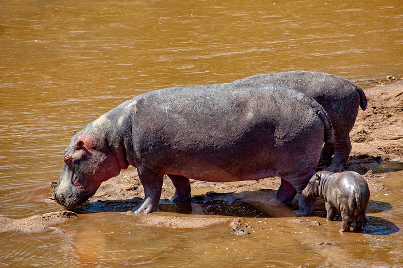 Hippo w. young by Peter Michel