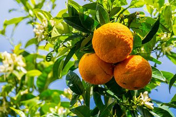 Drie rijpe oranje vruchten hangend aan groene sinaasappelboom van adventure-photos