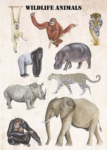 Wildlife Animals