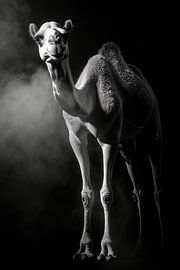 Camel by Poster Art Shop