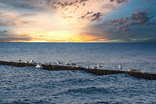 Seagulls on a groyne on the Baltic Sea.