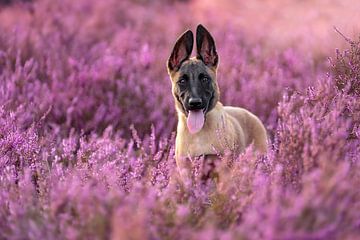 Chiot berger belge dans une belle bruyère fleurie pourpre. sur Femke Ketelaar