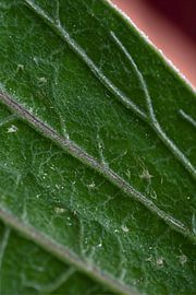 Parenchym von telekomander