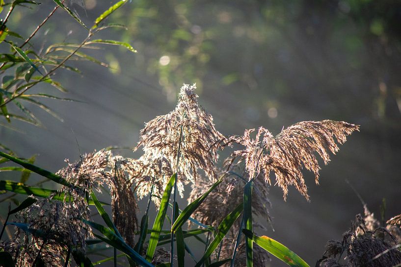 Sunshine by Michael van Eijk