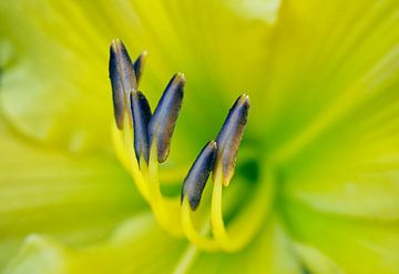 Gele lelie met blauwe meeldraden van Iris Holzer Richardson