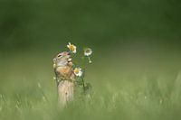Gopher