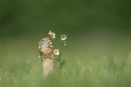 Ziesel