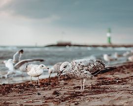 Möwen am ostseestrand von Warnemünde von Bild.Konserve