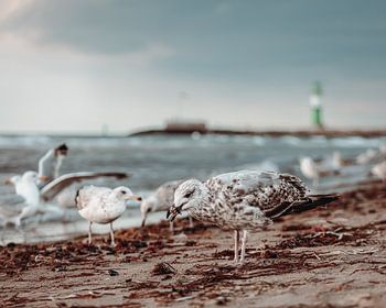 Meeuwen op het Oostzeestrand van Warnemünde