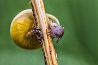 Close up of a snail in the green by Pierre Wolter thumbnail