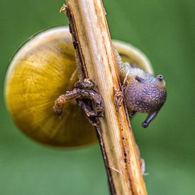 Close up of a snail in the green by Pierre Wolter
