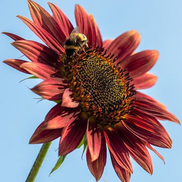 Bee on red sunflower von Esther's Photos