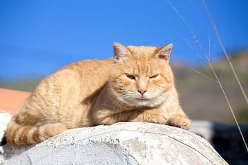 Entspannte Katze von Angelika Stern