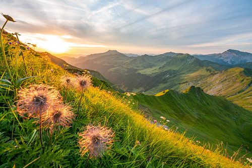 Bloemenpracht boven de bergen van het Kleinwalsertal