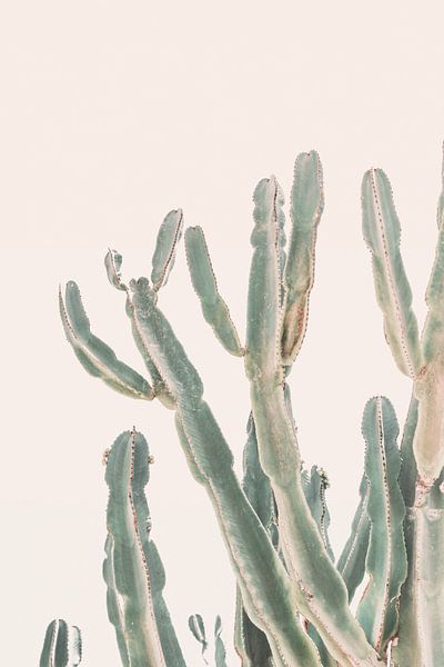 Sunrise Cactus by Kathrin Pienaar