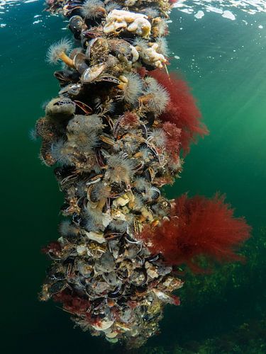 Autumn colours on the Dreischor pumping station