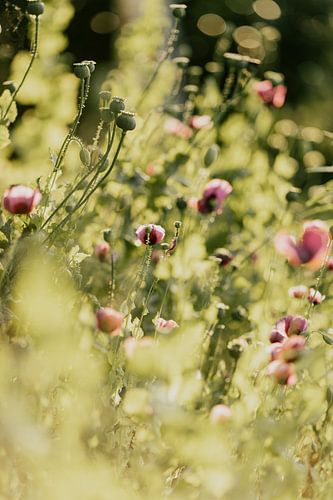 Papaver veld