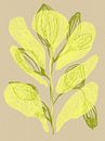 Colour Bloom No 17 by Treechild thumbnail