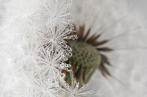 Landelijke sfeer: Achter de witte pluisjes