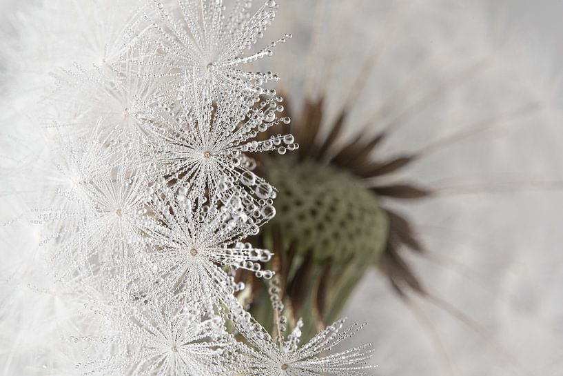 Achter de witte pluisjes van Marjolijn van den Berg