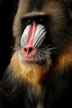 Mandril monkey by Saskia Hoks