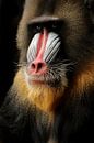 Mandril monkey by Saskia Hoks thumbnail