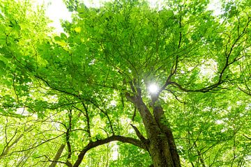 cime d'un arbre vert avec soleil