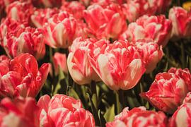 Een veld met roze tulpen by Stedom Fotografie