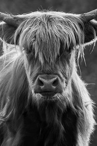 Scottish Highlander black, white