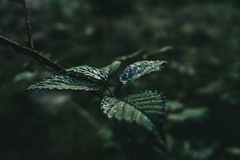 Drops of Nature: Close-up of Rain Sprinkled Leaves